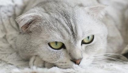 球球大作战辅助工具截图